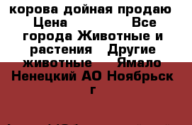 корова дойная продаю › Цена ­ 100 000 - Все города Животные и растения » Другие животные   . Ямало-Ненецкий АО,Ноябрьск г.